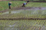 DPKP mengimbau petani DIY segera ikut asuransi usaha tani padi