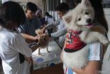 Ini tiga hal utama untuk cegah penyebaran virus rabies