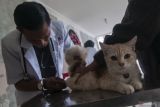 Aplikasi 'Cat Pain Detector' untuk deteksi kucing sakit atau sehat