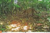Kamera merekam Macan Tutul Jawa berkeliaran di hutan Sanggabuana