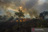 Api membakar semak belukar di lahan gambut, Kecamatan Landasan Ulin, Banjarbaru, Kalimantan Selatan, Senin (19/6/2023). Berdasarkan data Badan Penanggulangan Bencana Daerah (BPBD) Kalimantan Selatan pada Minggu (18/6/2023) luas kebakaran hutan dan lahan (karhutla) di Kalimantan Selatan mencapai 109,5 hektare yang didominasi kebakaran lahan dengan jumlah titik panas mencapai 2014 titik. ANTARA/Bayu Pratama S.