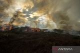 Api membakar semak belukar di lahan gambut, Kecamatan Landasan Ulin, Banjarbaru, Kalimantan Selatan, Senin (19/6/2023). Berdasarkan data Badan Penanggulangan Bencana Daerah (BPBD) Kalimantan Selatan pada Minggu (18/6/2023) luas kebakaran hutan dan lahan (karhutla) di Kalimantan Selatan mencapai 109,5 hektare yang didominasi kebakaran lahan dengan jumlah titik panas mencapai 2014 titik. ANTARA/Bayu Pratama S.