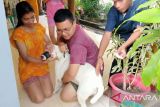 Bupati Kupang ingatkan warga waspadai bahaya penularan rabies
