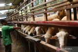 Pekerja memberi pakan pada domba yang ditawarkan untuk hewan kurban di tempat usaha peternakan dan penjualan kambing kurban di Jatisari, Kabupaten Madiun, Jawa Timur, Selasa (20/6/2023). Di tempat usaha peternakan tersebut saat ini telah terjual sekitar 300 ekor kambing dan domba dengan harga kambing Rp2,5 juta hingga Rp7 juta, sedangkan domba dengan harga Rp2 juta hingga Rp4 juta per ekor untuk keperluan kurban pada Hari Raya Idul Adha 1444 H mendatang. ANTARA Jatim/Siswowidodo