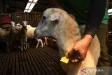 Pekerja memasang tali dan nomor pada leher seekor domba untuk hewan kurban sebagai penanda telah terjual di tempat usaha peternakan dan penjualan kambing kurban di Jatisari, Kabupaten Madiun, Jawa Timur, Selasa (20/6/2023). Di tempat usaha peternakan tersebut saat ini telah terjual sekitar 300 ekor kambing dan domba dengan harga kambing Rp2,5 juta hingga Rp7 juta, sedangkan domba dengan harga Rp2 juta hingga Rp4 juta per ekor untuk keperluan kurban pada Hari Raya Idul Adha 1444 H mendatang. ANTARA Jatim/Siswowidodo
