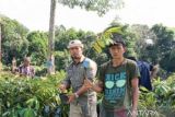 Kementan bangun Kampung Hortikultura di Luwu Utara