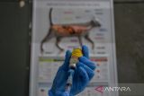Dokter hewan bersiap untuk menyuntikkan vaksin rabies kepada seekor hewan peliharaan di UPTD Klinik Hewan Dinas Ketahanan Pangan dan Pertanian (DKPP) Kota Bandung, Jawa Barat, Selasa (20/62023). Layanan Klinik Hewan DKPP menyediakan 10 dosis vaksin rabies bagi kucing dan anjing atau dua kali lebih banyak dibandingkan bulan lalu yang hanya menyediakan lima dosis vaksin, setelah mengalami peningkatan permintaan vaksin rabies karena kekhawatiran masyarakat akan penyakit rabies yang menyebabkan seorang anak meninggal dunia di Bali. ANTARA FOTO/Raisan Al Farisi/agr