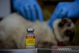Dokter hewan menyuntikkan vaksin rabies kepada seekor hewan peliharaan di UPTD Klinik Hewan Dinas Ketahanan Pangan dan Pertanian (DKPP) Kota Bandung, Jawa Barat, Selasa (20/62023). Layanan Klinik Hewan DKPP menyediakan 10 dosis vaksin rabies bagi kucing dan anjing atau dua kali lebih banyak dibandingkan bulan lalu yang hanya menyediakan lima dosis vaksin, setelah mengalami peningkatan permintaan vaksin rabies karena kekhawatiran masyarakat akan penyakit rabies yang menyebabkan seorang anak meninggal dunia di Bali. ANTARA FOTO/Raisan Al Farisi/agr