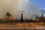 Hutan dan lahan yang terbakar di Riau lebih dari 818 hektare