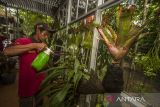 Petugas merawat tanaman anggrek (Orchidaceae) di Taman Konservasi Anggrek Tahura Sultan Adam Mandiangin kawasan situs Geopark Meratus, Kabupaten Banjar, Kalimantan Selatan, Rabu (21/6/2023). Ekowisata Taman Hutan Raya (Tahura) Sultan Adam selain menjadi tujuan wisata kawasan tersebut juga menjadi wahana konservasi salah satunya tanaman anggrek yang menjadi keanekaragaman biologi geopark meratus serta sebagai upaya melestarikan flora nusantara. ANTARA/Bayu Pratama S.