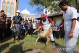 Petugas dari Dinas Ketahanan Pangan dan Pertanian (DKPP) Kabupaten Indramayu menunjukkan cara penyembelihan hewan kurban saat pelatihan dan sosialisasi pemotongan hewan kurban di Islamic Center, Indramayu, Jawa Barat, Rabu (21/6/2023). Kegiatan tersebut merupakan upaya untuk meningkatkan pemahaman dan kemampuan peserta yang terdiri dari 95 takmir masjid dalam menyembelih hewan kurban. ANTARA FOTO/Dedhez Anggara/agr