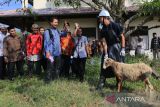 Petugas dari Dinas Ketahanan Pangan dan Pertanian (DKPP) Kabupaten Indramayu menunjukkan cara penyembelihan hewan kurban saat pelatihan dan sosialisasi pemotongan hewan kurban di Islamic Center, Indramayu, Jawa Barat, Rabu (21/6/2023). Kegiatan tersebut merupakan upaya untuk meningkatkan pemahaman dan kemampuan peserta yang terdiri dari 95 takmir masjid dalam menyembelih hewan kurban. ANTARA FOTO/Dedhez Anggara/agr