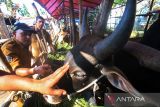 Petugas Dinas Peternakan dan Kesehatan Hewan memeriksa mulut hewan kurban yang dijual di Lhokseumawe, Aceh, Selasa (20/6/2023). Pemeriksaan itu dilakukan untuk menjamin kesehatan dan kelayakan hewan yang diperdagangkan terbebas dari penyakit sehingga layak dikonsumsi dan untuk mengetahui usia hewan sebagai syarat kurban. ANTARA/Rahmad