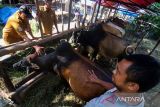 Petugas Dinas Peternakan dan Kesehatan Hewan memeriksa mulut hewan kurban yang dijual di Lhokseumawe, Aceh, Selasa (20/6/2023). Pemeriksaan itu dilakukan untuk menjamin kesehatan dan kelayakan hewan yang diperdagangkan terbebas dari penyakit sehingga layak dikonsumsi dan untuk mengetahui usia hewan sebagai syarat kurban. ANTARA/Rahmad