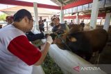 Dokter hewan dari Dinas Ketahanan Pangan dan Pertanian (DKPP) memeriksa kondisi hewan kurban di Rumah pemotongan Hewan (RPH) Indramayu, Jawa Barat, Kamis (22/6/2023). Pemeriksaan ante mortem hewan kurban tersebut dilakukan untuk menjamin kelayakan dan kesehatan medis hewan kurban untuk dikonsumsi serta mengetahui usia hewan yang layak untuk kurban. ANTARA FOTO/Dedhez Anggara/agr