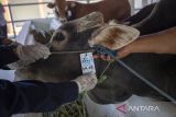 Dokter hewan dari Dinas Ketahanan Pangan dan Pertanian (DKPP) memasang label sehat saat pemeriksaan hewan kurban di Rumah pemotongan Hewan (RPH) Indramayu, Jawa Barat, Kamis (22/6/2023). Pemeriksaan ante mortem hewan kurban tersebut dilakukan untuk menjamin kelayakan dan kesehatan medis hewan kurban untuk dikonsumsi serta mengetahui usia hewan yang layak untuk kurban. ANTARA FOTO/Dedhez Anggara/agr