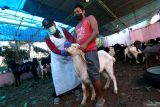  Petugas kesehatan Dinas Pertanian dan Pangan Banyuwangi memeriksa kondisi kambing yang dijual untuk kurban di Banyuwangi, Jawa Timur, Kamis (22/6/2023). Pemeriksaan tersebut dilakukan untuk menjamin kelayakan hewan kurban secara teknis, administratif dan sesuai syariat agama Islam seperti mengetahui usia dan kesehatan hewan yang layak untuk kurban. ANTARA Jatim/Budi Candra Setya/zk