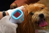 Dokter hewan mengukur suhu tubuh anjing sebelum divaksinasi saat digelar layanan gratis vaksinasi rabies untuk kucing dan anjing di Dinas Ketahanan Pangan dan Pertanian Kota Madiun, Jawa Timur, Kamis (22/6/2023). Kegiatan yang digelar Dinas Ketahanan Pangan dan Pertanian bekerja sama dengan Perhimpunan Dokter Hewan Indonesia (PDHI) Jatim V tersebut dimaksudkan untuk melindungi hewan piaraan dari rabies. ANTARA Jatim/Siswowidodo/Zk