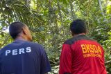 Bertemu si raja rimba di hutan Agam