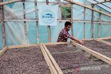 Koperasi jadi penampung  kopi produksi perhutanan sosial