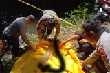 Niat mandi di kali, warga Lingsar Lombok Barat kaget temukan mayat bayi perempuan