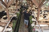 Pekerja memberikan pakan kepada domba di Gudang Domba Farm, Kota Tasikmalaya, Jawa Barat, Minggu (25/6/2023). Sejak tahun 2020, Gudang Domba Farm membudidayakan persilangan domba Garut dengan domba Merino (Australia) dan Dorper (Afrika) untuk memenuhi permintaan pasar di Yogyakarta, Tegal dan Cirebon yang mencapai 1.550 ekor per bulan. ANTARA FOTO/Adeng Bustomi/agr