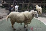 Pekerja memandikan domba di Gudang Domba Farm, Kota Tasikmalaya, Jawa Barat, Minggu (25/6/2023). Sejak tahun 2020, Gudang Domba Farm membudidayakan persilangan domba Garut dengan domba Merino (Australia) dan Dorper (Afrika) untuk memenuhi permintaan pasar di Yogyakarta, Tegal dan Cirebon yang mencapai 1.550 ekor per bulan. ANTARA FOTO/Adeng Bustomi/agr