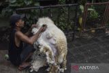 Pekerja mencukur domba di Gudang Domba Farm, Kota Tasikmalaya, Jawa Barat, Minggu (25/6/2023). Sejak tahun 2020, Gudang Domba Farm membudidayakan persilangan domba Garut dengan domba Merino (Australia) dan Dorper (Afrika) untuk memenuhi permintaan pasar di Yogyakarta, Tegal dan Cirebon yang mencapai 1.550 ekor per bulan. ANTARA FOTO/Adeng Bustomi/agr