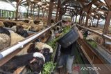 Pekerja memberikan pakan di Gudang Domba Farm, Kota Tasikmalaya, Jawa Barat, Minggu (25/6/2023). Sejak tahun 2020, Gudang Domba Farm membudidayakan persilangan domba Garut dengan domba Merino (Australia) dan Dorper (Afrika) untuk memenuhi permintaan pasar di Yogyakarta, Tegal dan Cirebon yang mencapai 1.550 ekor per bulan. ANTARA FOTO/Adeng Bustomi/agr
