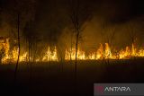 Api membakar lahan gambut di Kecamatan Liang Anggang, Banjarbaru, Kalimantan Selatan, Minggu (25/6/2023). Petugas Manggala Agni dibantu relawan pemadam kebakaran berhasil memadamkan kebakaran lahan yang terjadi di daerah tersebut. ANTARA/Bayu Pratama S.