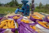 Lampung perkuat hilirisasi produk jagung