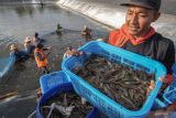 SKPIM catat 15,6 juta benih udang vaname masuk ke Sumbar pada Juni