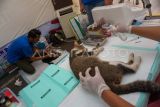 Operasi sterilisasi kucing di Batang