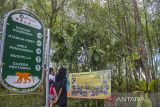 Pengunjung berada di kawasan Situs Geopark Meratus Stasiun Riset Bekantan Pulau Curiak di Kabupaten Barito Kuala, Kalimantan Selatan, Selasa (27/6/2023). Yayasan Sahabat Bekantan Indonesia di Kalimantan Selatan pada tahun 2023 berhasil meningkatkan populasi bekantan dari 14 ekor menjadi sekitar 38 ekor serta sebagai upaya Pemerintah Provinsi Kalimantan Selatan dalam pelestarian lingkungan dan bekantan memasukkan Konservasi Bekantan Curiak menjadi salah satu situs geopark meratus yang di ajukan ke Unesco Global Geopark (UGGp). ANTARA/Bayu Pratama S.