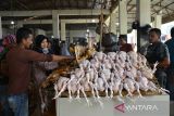 Calon pembeli memilih ayam potong yang dijual pedagang di Pasar Al Mahirah, Banda Aceh, Aceh, Selasa (27/6/2023). Menyambut perayaan tradisi 'Meugang