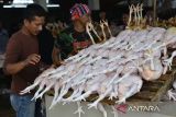 Calon pembeli memilih ayam potong yang dijual pedagang di Pasar Al Mahirah, Banda Aceh, Aceh, Selasa (27/6/2023). Menyambut perayaan tradisi 'Meugang