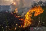 Api membakar hutan dan lahan di Kecamatan Landasan Ulin, Banjarbaru, Kalimantan Selatan, Selasa (27/6/2023). Berdasarkan data sementara Pusat Pengendalian Operasi Penanggulangan Bencana (Pusdalops-PB) Badan Penanggulangan Bencana Daerah (BPBD) Provinsi Kalimantan Selatan pada Selasa (27/6) luas kebakaran hutan dan lahan (karhutla) di Kalimantan Selatan mencapai 191,2 hektare dan terus meluas dengan jumlah titik panas mencapai 2.506 titik. ANTARA/Bayu Pratama S.