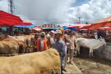 Pemkab Solok sediakan 37 ekor sapi saat Hari Raya Kurban 1444 Hijriah