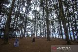 Pengunjung berada di kawasan situs Geopark Meratus Pulau Pinus Aranio Riam Kanan, Kabupaten Banjar, Kalimantan Selatan, Rabu (28/6/2023). Wisata Pulau Pinus yang menawarkan daya tarik panorama pulau dan pohon pinus tersebut menjadi salah satu situs geopark meratus yang di ajukan ke Unesco Global Geopark (UGGp). ANTARA/Bayu Pratama S.