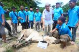 Muhammadiyah di Malaysia kurban puluhan lembu dan kambing di Idul Adha 1444 H