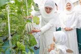 Green House Masjid Al Akbar jadi alternatif eduwisata