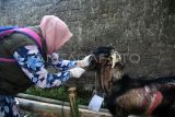 Petugas melakukan pemeriksaan kesehatan pada seekor kambing kurban di Desa Laladon, Kabupaten Bogor, Jawa Barat, Kamis (29/6/2023). Dinas Perikanan dan Peternakan (Diskanak) Kabupaten Bogor melakukan pengecekan dan pengawasan ke sejumlah tempat pemotongan hewan kurban untuk memastikan kesehatan hewan kurban dan terbebas dari penyakit Lumpy Skin Disease yang merupakan penyakit menular. ANTARA FOTO/Arif Firmansyah/tom.