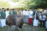 ASN Pemprov Sulbar berkurban 20 ekor hewan sapi