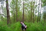 kabut menuju Puncak Bukit Wolobobo di Ngada