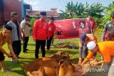 DPC PDI Perjuangan Seruyan potong tiga ekor sapi kurban