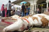 Umat Islam menyembelih hewan kurban domba milik warga yang diserahkan kepada panitia kurban Desa Krueng Batee, Aceh Barat Daya, Aceh, Jumat (30/6/2023). ANTARA/Khalis Surry