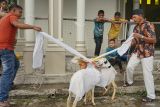 Warga mempersiapkan hewan kurban domba miliknya sebelumnya disembelih di Desa Krueng Batee, Aceh Barat Daya, Aceh, Jumat (30/6/2023). ANTARA/Khalis Surry