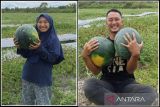 Kisah petani muda Palangka Raya, sukses raup keuntungan puluhan juta