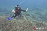 IMO tetapkan Nusa Penida Bali dan Gili Matra NTB sebagai kawasan laut sensitif