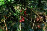 Peningkatan penanganan OPT tanaman kopi